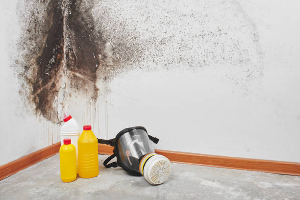 Best Mold Remediation for Schools in Bloomville, OH