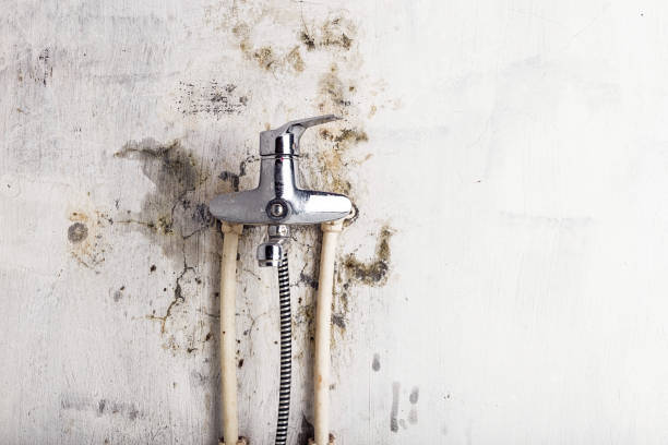 Professional Mold Remediation in Bloomville, OH