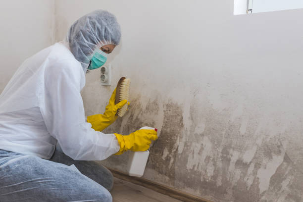 Best White Mold Remediation in Bloomville, OH