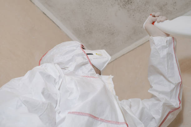 Best Black Mold Remediation in Bloomville, OH
