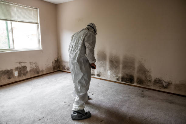 Best Basement Mold Remediation in Bloomville, OH