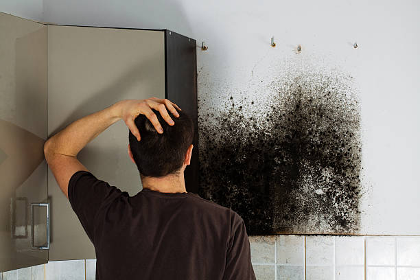 Best DIY Mold Remediation Support Services in Bloomville, OH