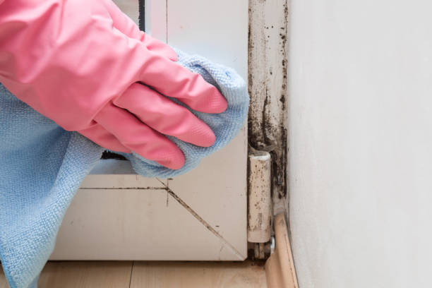 Best Basement Mold Remediation in Bloomville, OH